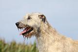 IRISH WOLFHOUND 133